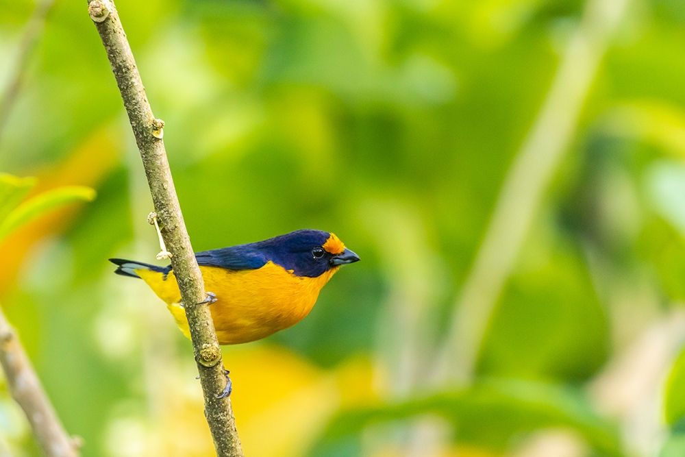 Caribbean-Trinidad-Asa Wright Nature Center Euphonia bird on limb